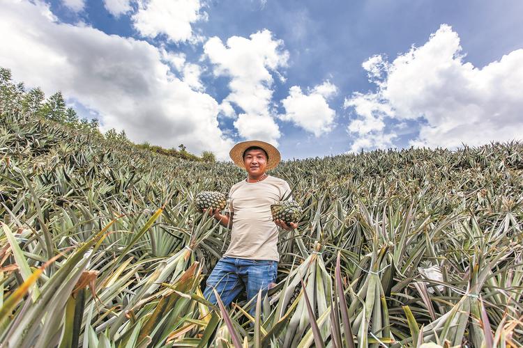 惠来县葵潭镇"高山生态凤梨"种植基地 揭阳农业农村局供图