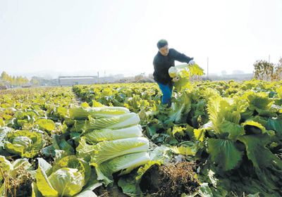 长治郊区:拓宽农作物销售渠道助推村民增收致富