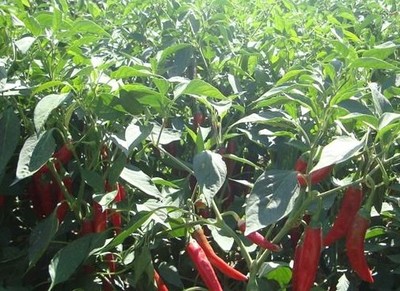 蒲牌一带种植的辣椒属冬种春收作物,当地冬种辣椒种植面积4000多亩