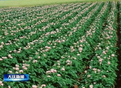 大庆市经济作物种植面积突破79万亩