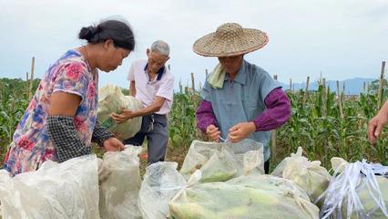 喜讯!平南大洲、思旺、思界乡镇等农作物大丰收、将上市热销!