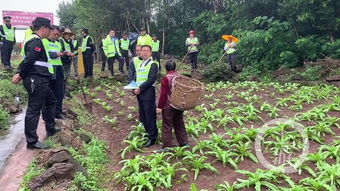 高速沿线居民 不要在高速路肩种植农作物了